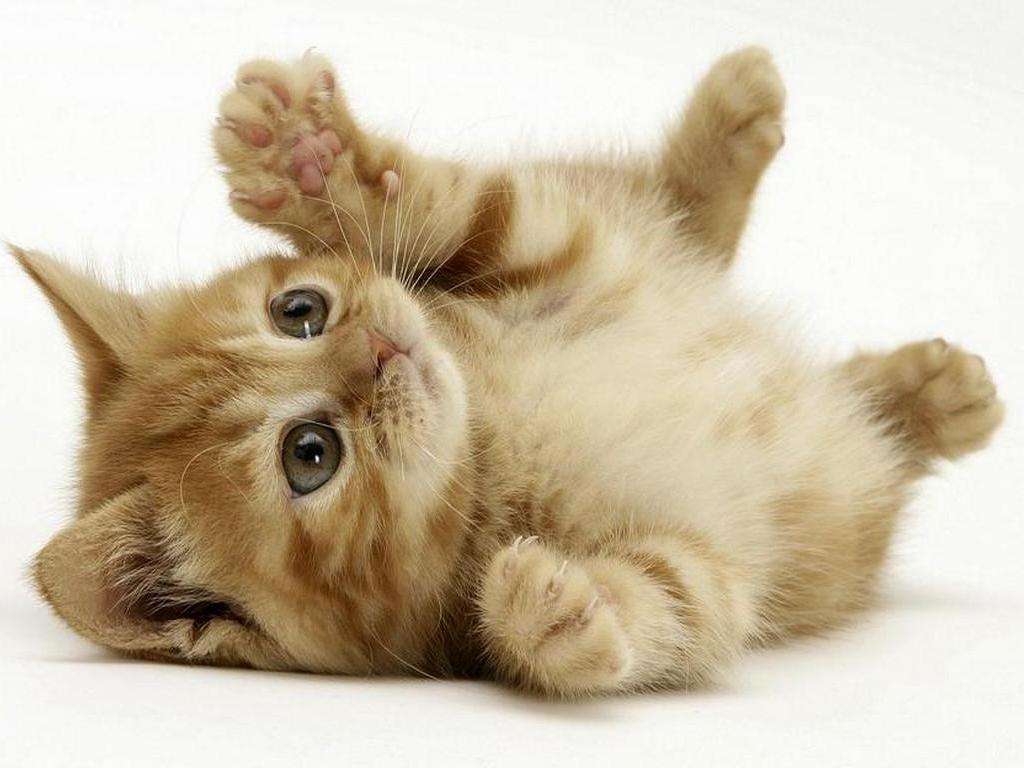 Sterilizzazione dei gatti randagi