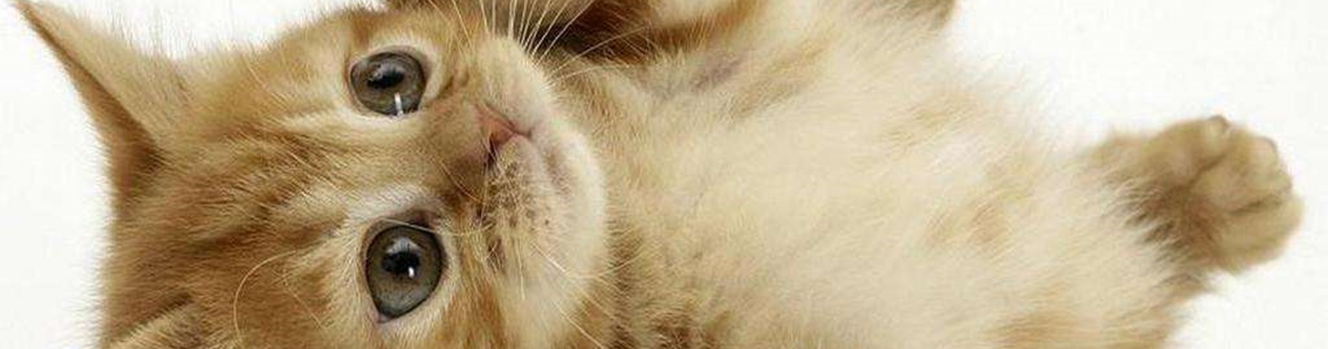Sterilizzazione dei gatti randagi
